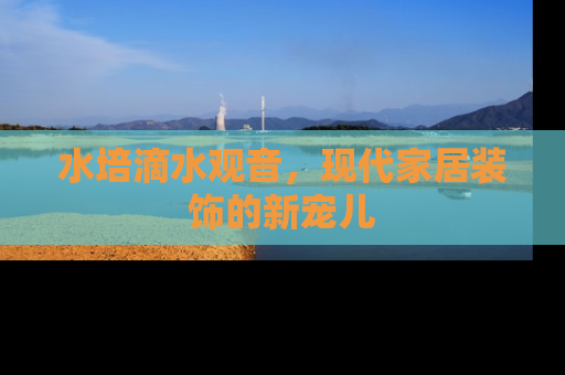 水培滴水观音，现代家居装饰的新宠儿